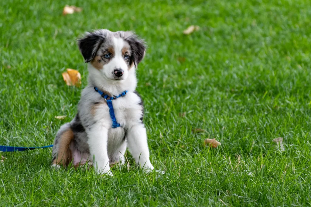 A Border Collie puppy sitting on a lush, pet-safe OneGrass premium synthetic turf in a residential backyard